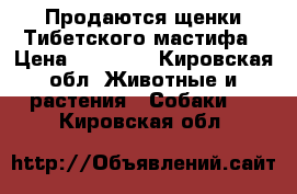 Продаются щенки Тибетского мастифа › Цена ­ 80 000 - Кировская обл. Животные и растения » Собаки   . Кировская обл.